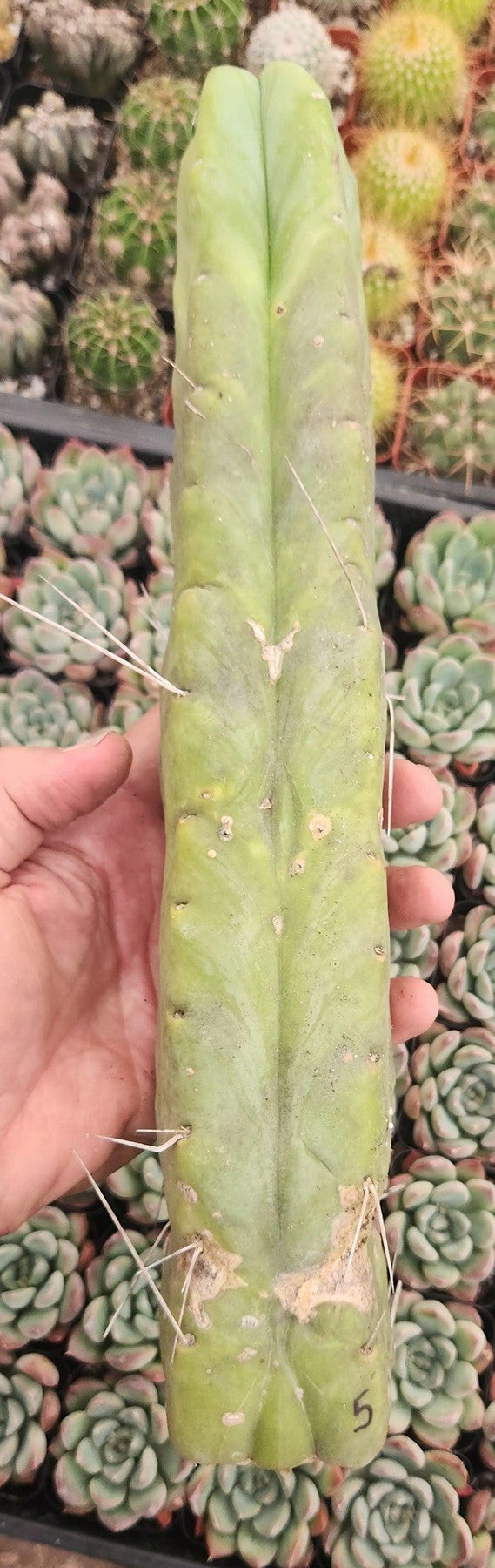 #EC153 EXACT Trichocereus Bridgesii Jiimz Twin Spine Cactus Cuttings