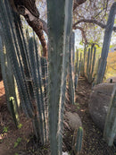 #EC153 EXACT Trichocereus Bridgesii Jiimz Twin Spine Cactus Cuttings