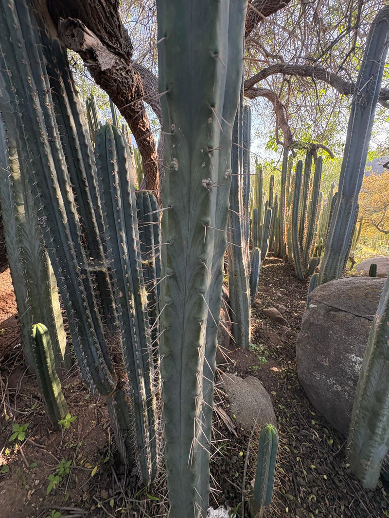 #EC153 EXACT Trichocereus Bridgesii Jiimz Twin Spine Cactus Cuttings