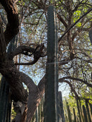 #EC153 EXACT Trichocereus Bridgesii Jiimz Twin Spine Cactus Cuttings