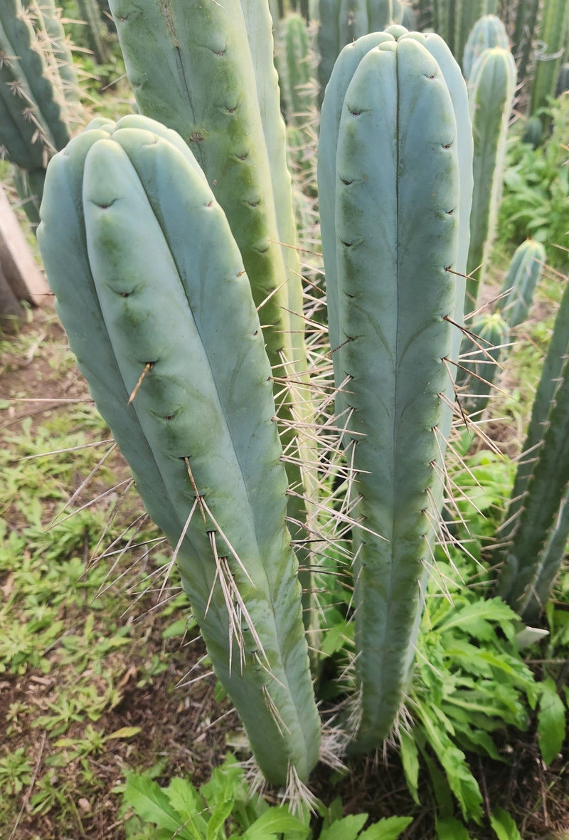 #EC153 EXACT Trichocereus Bridgesii Jiimz Twin Spine Cactus Cuttings