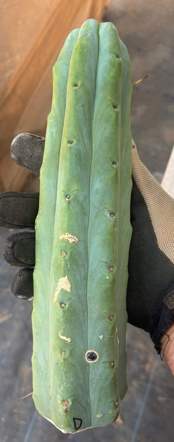 #EC153 EXACT Trichocereus Bridgesii Jiimz Twin Spine Cactus Cuttings
