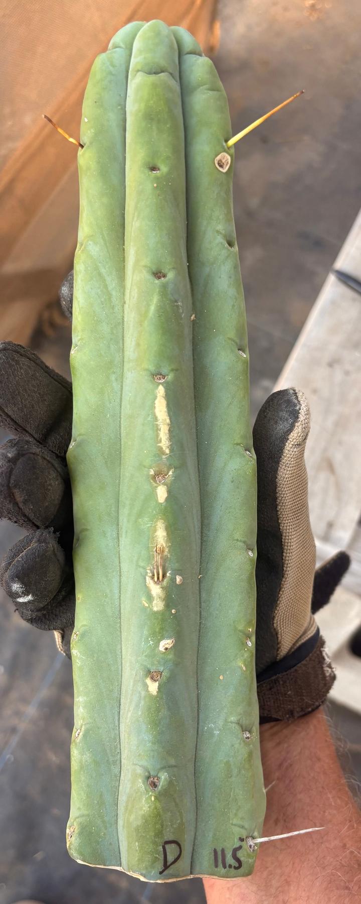 #EC153 EXACT Trichocereus Bridgesii Jiimz Twin Spine Cactus Cuttings