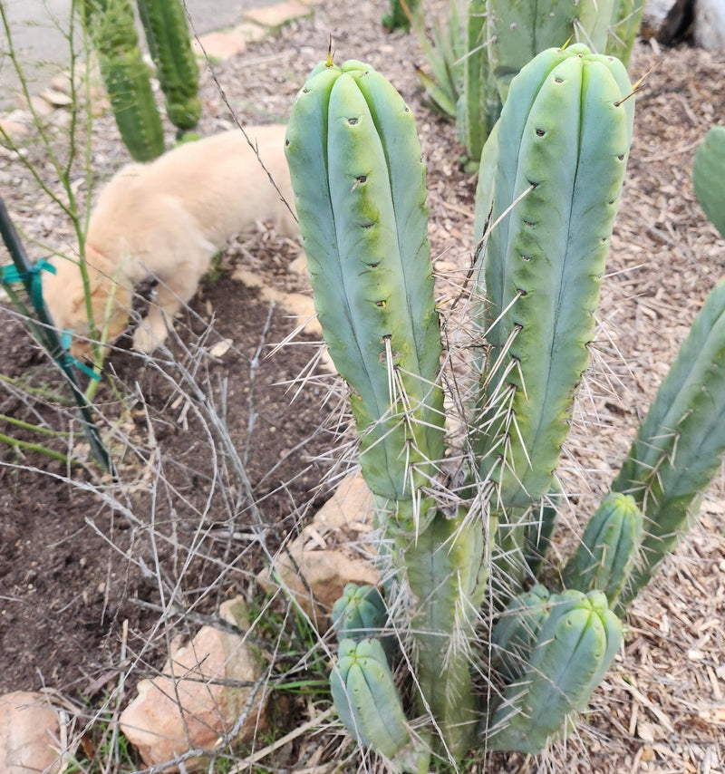 #EC153 EXACT Trichocereus Bridgesii Jiimz Twin Spine Cactus Cuttings