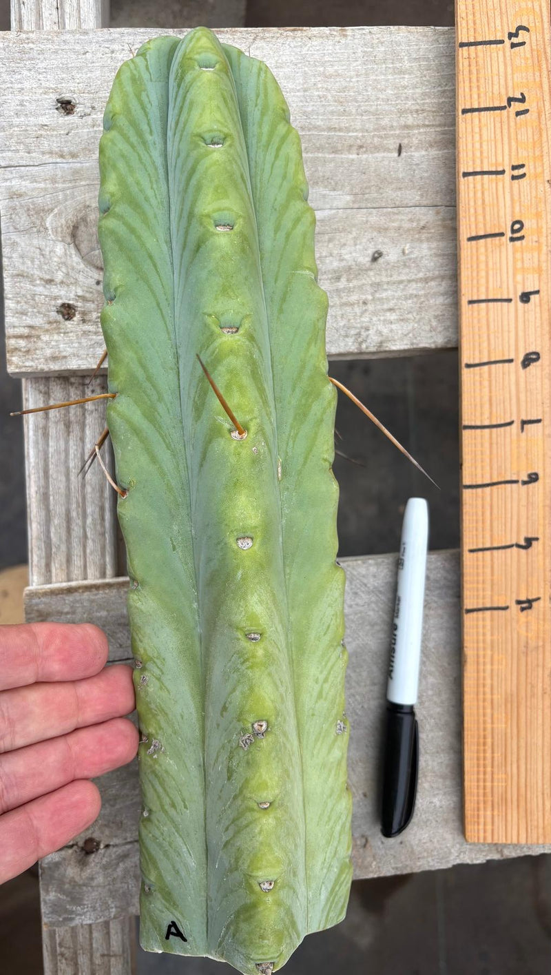 #EC153 EXACT Trichocereus Bridgesii Jiimz Twin Spine Cactus Cuttings