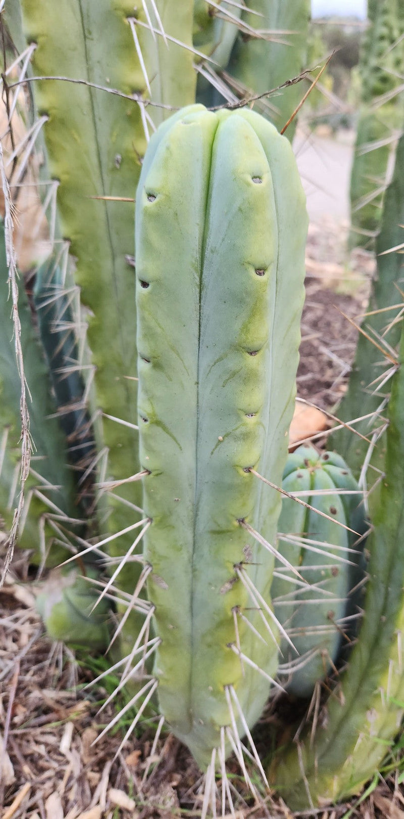 #EC153 EXACT Trichocereus Bridgesii Jiimz Twin Spine Cactus Cuttings