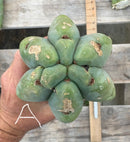 #EC153 EXACT Trichocereus Bridgesii Jiimz Twin Spine Cactus Cuttings