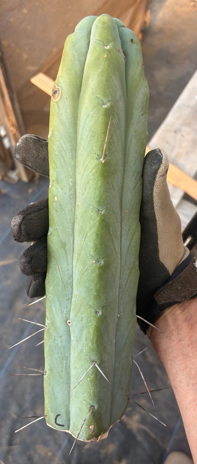 #EC153 EXACT Trichocereus Bridgesii Jiimz Twin Spine Cactus Cuttings