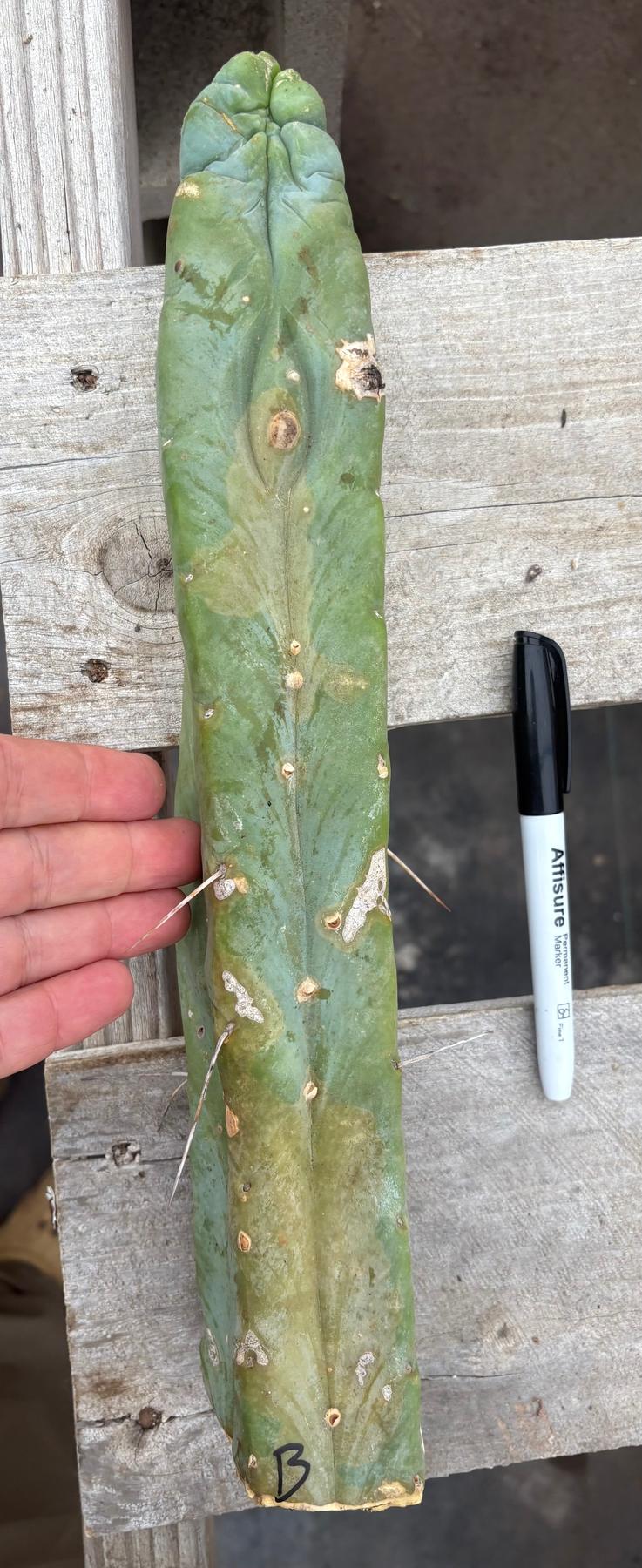 #EC153 EXACT Trichocereus Bridgesii Jiimz Twin Spine Cactus Cuttings