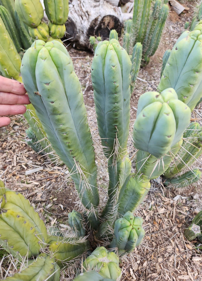 #EC153 EXACT Trichocereus Bridgesii Jiimz Twin Spine Cactus Cuttings