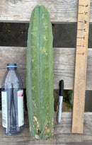#EC153 EXACT Trichocereus Bridgesii Jiimz Twin Spine Cactus Cuttings