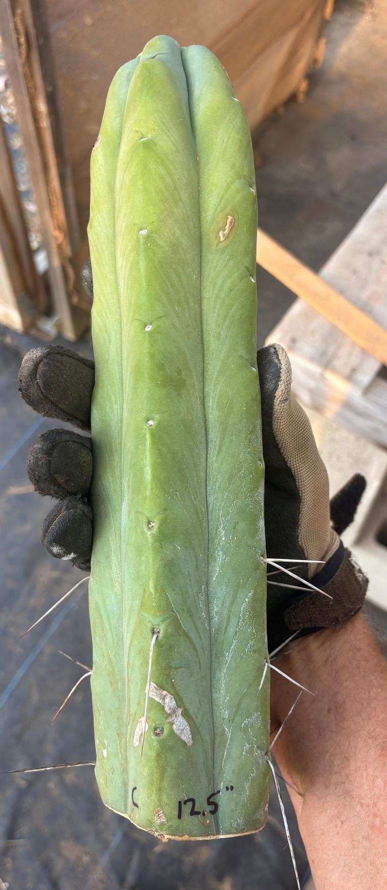 #EC153 EXACT Trichocereus Bridgesii Jiimz Twin Spine Cactus Cuttings