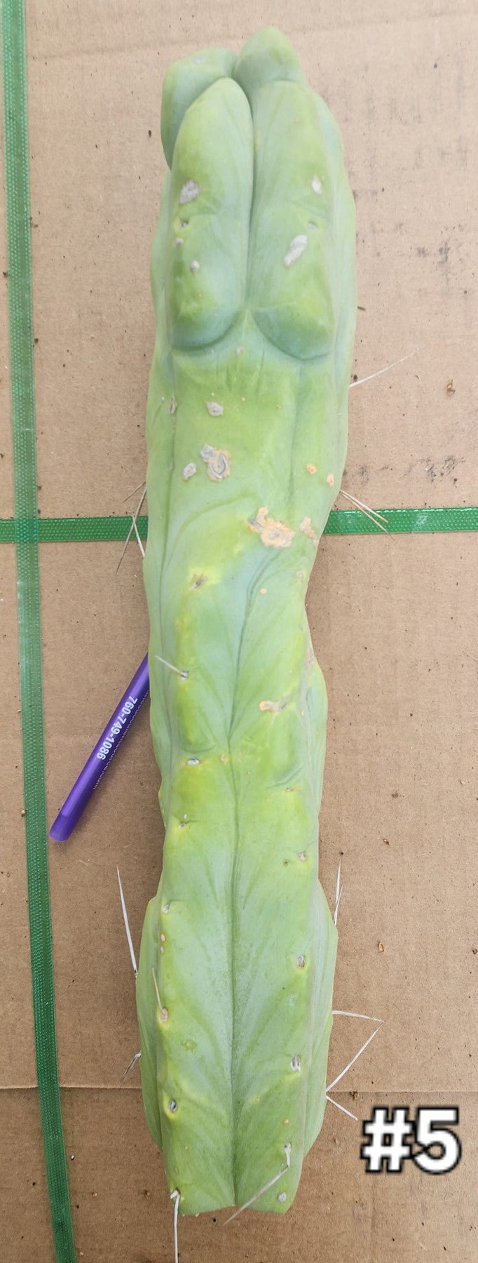 #EC153 EXACT Trichocereus Bridgesii Jiimz Twin Spine Cactus Cuttings