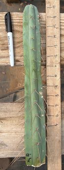 #EC153 EXACT Trichocereus Bridgesii Jiimz Twin Spine Cactus Cuttings