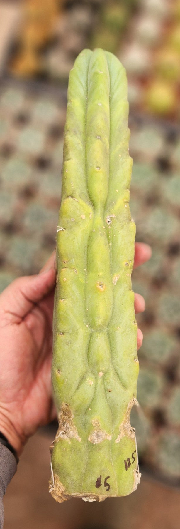 #EC153 EXACT Trichocereus Bridgesii Jiimz Twin Spine Cactus Cuttings