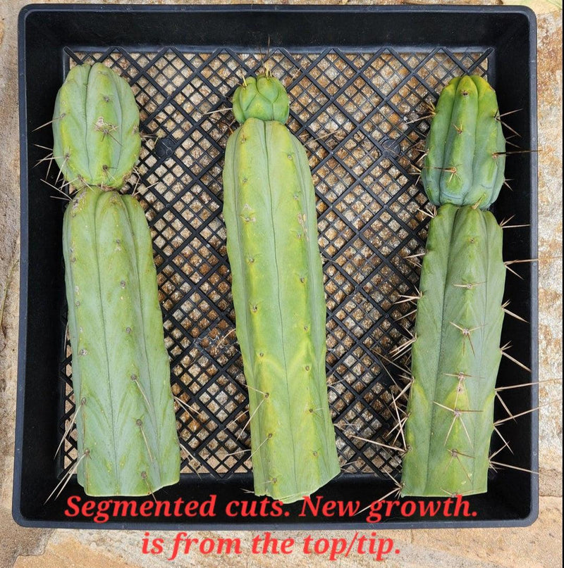 #EC153 EXACT Trichocereus Bridgesii Jiimz Twin Spine Cactus Cuttings