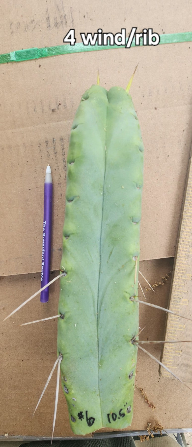 #EC153 EXACT Trichocereus Bridgesii Jiimz Twin Spine Cactus Cuttings