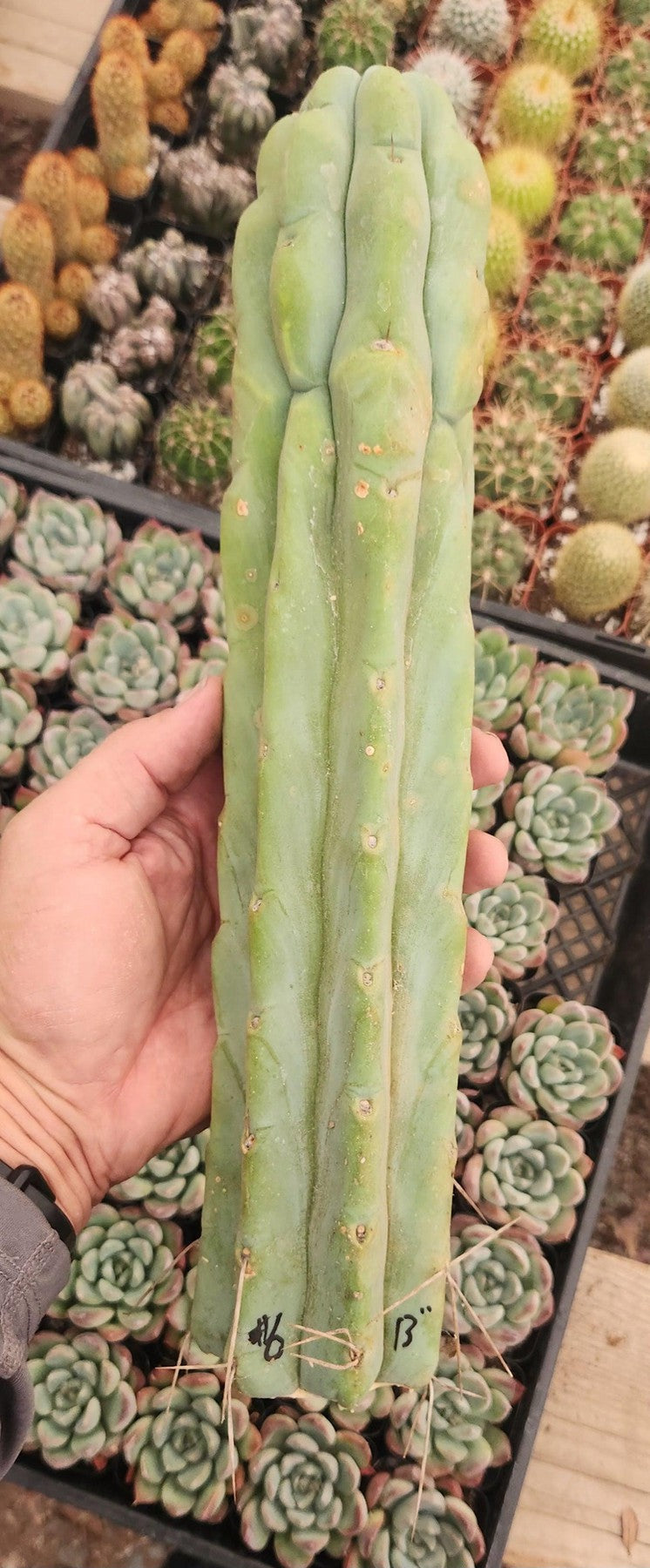 #EC153 EXACT Trichocereus Bridgesii Jiimz Twin Spine Cactus Cuttings