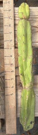 #EC153 EXACT Trichocereus Bridgesii Jiimz Twin Spine Cactus Cuttings
