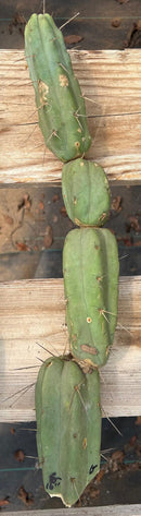 #EC153 EXACT Trichocereus Bridgesii Jiimz Twin Spine Cactus Cuttings
