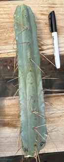 #EC153 EXACT Trichocereus Bridgesii Jiimz Twin Spine Cactus Cuttings