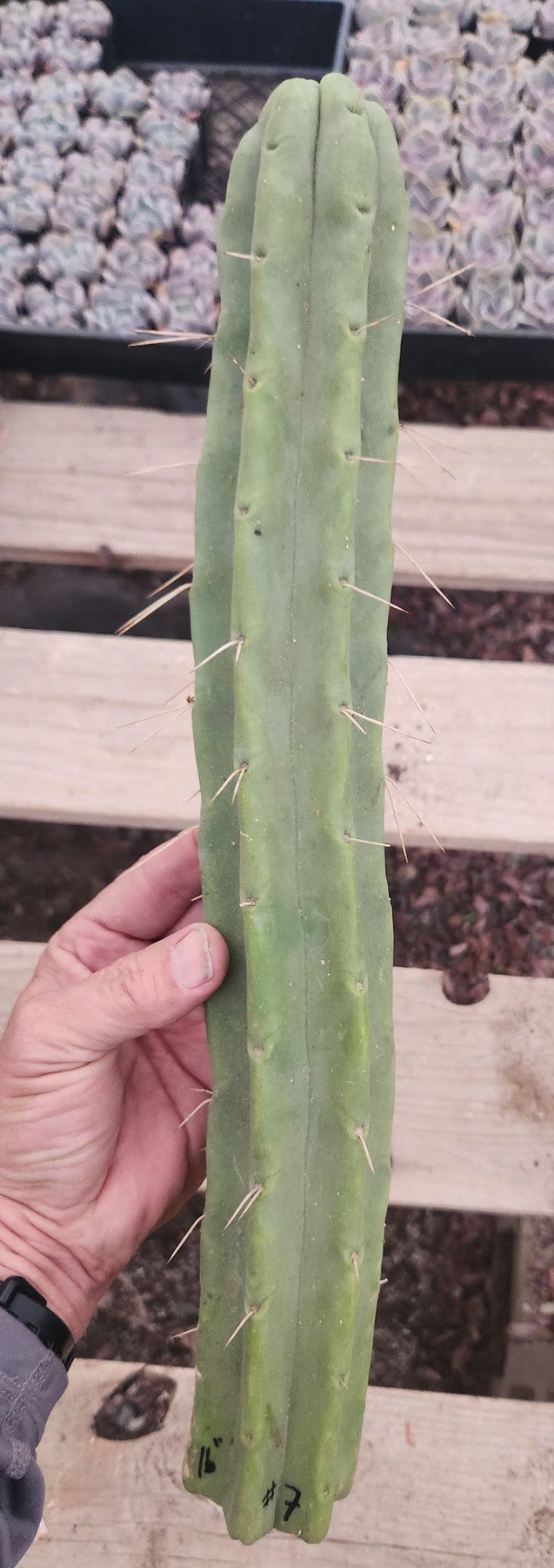 #EC153 EXACT Trichocereus Bridgesii Jiimz Twin Spine Cactus Cuttings