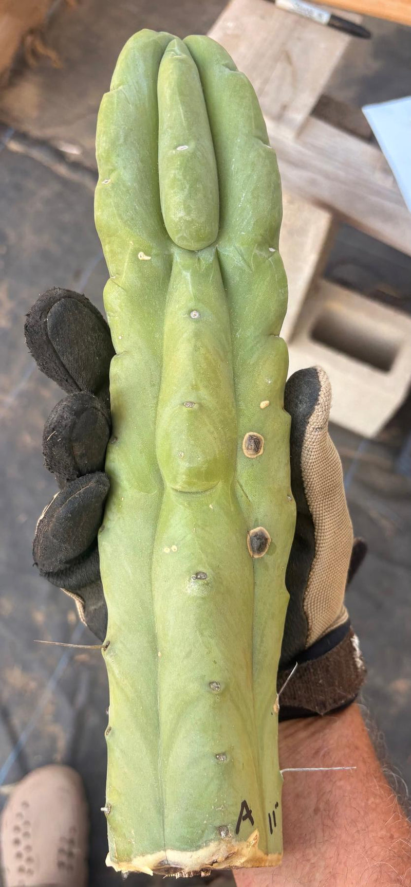 #EC153 EXACT Trichocereus Bridgesii Jiimz Twin Spine Cactus Cuttings
