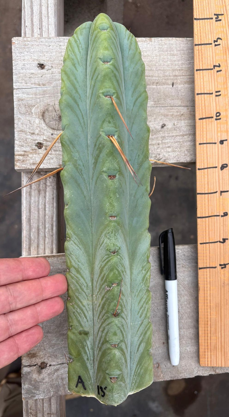 #EC153 EXACT Trichocereus Bridgesii Jiimz Twin Spine Cactus Cuttings