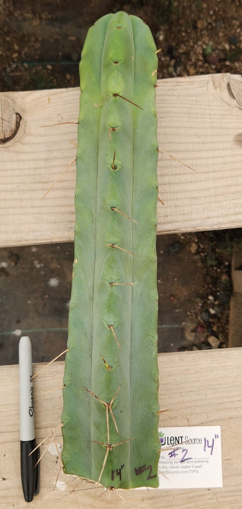 #EC153 EXACT Trichocereus Bridgesii Jiimz Twin Spine Cactus Cuttings