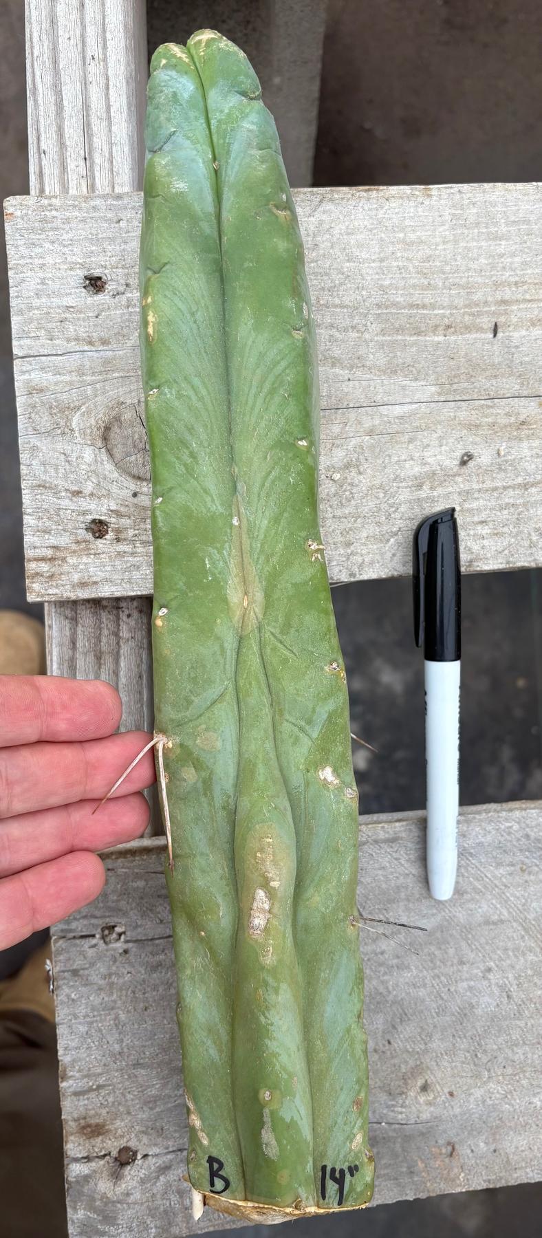 #EC153 EXACT Trichocereus Bridgesii Jiimz Twin Spine Cactus Cuttings