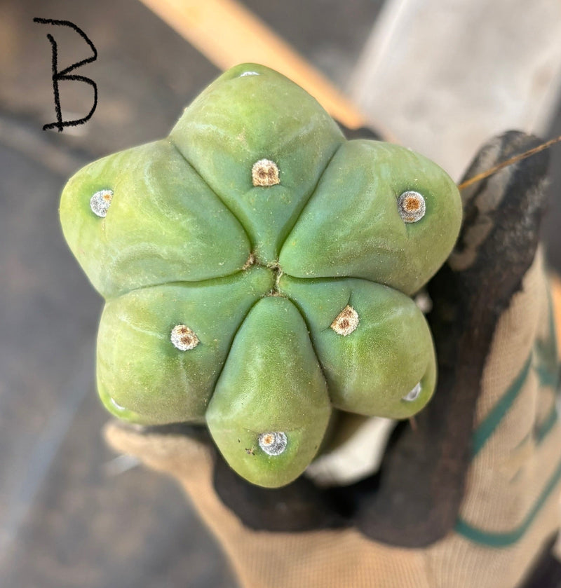 #EC153 EXACT Trichocereus Bridgesii Jiimz Twin Spine Cactus Cuttings