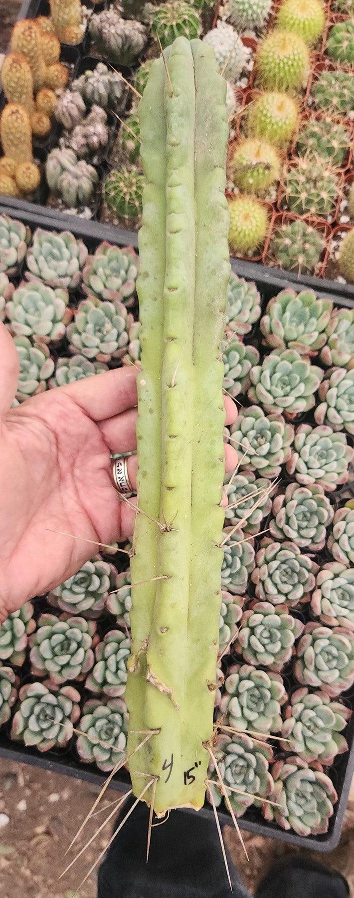 #EC153 EXACT Trichocereus Bridgesii Jiimz Twin Spine Cactus Cuttings