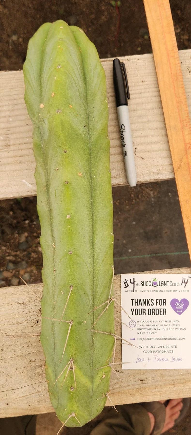 #EC153 EXACT Trichocereus Bridgesii Jiimz Twin Spine Cactus Cuttings