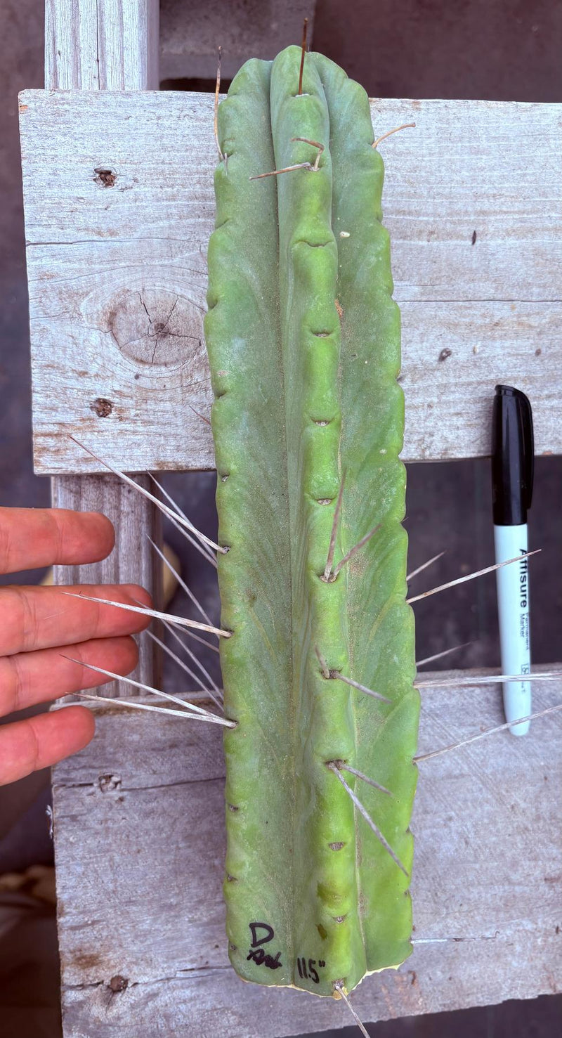 #EC153 EXACT Trichocereus Bridgesii Jiimz Twin Spine Cactus Cuttings