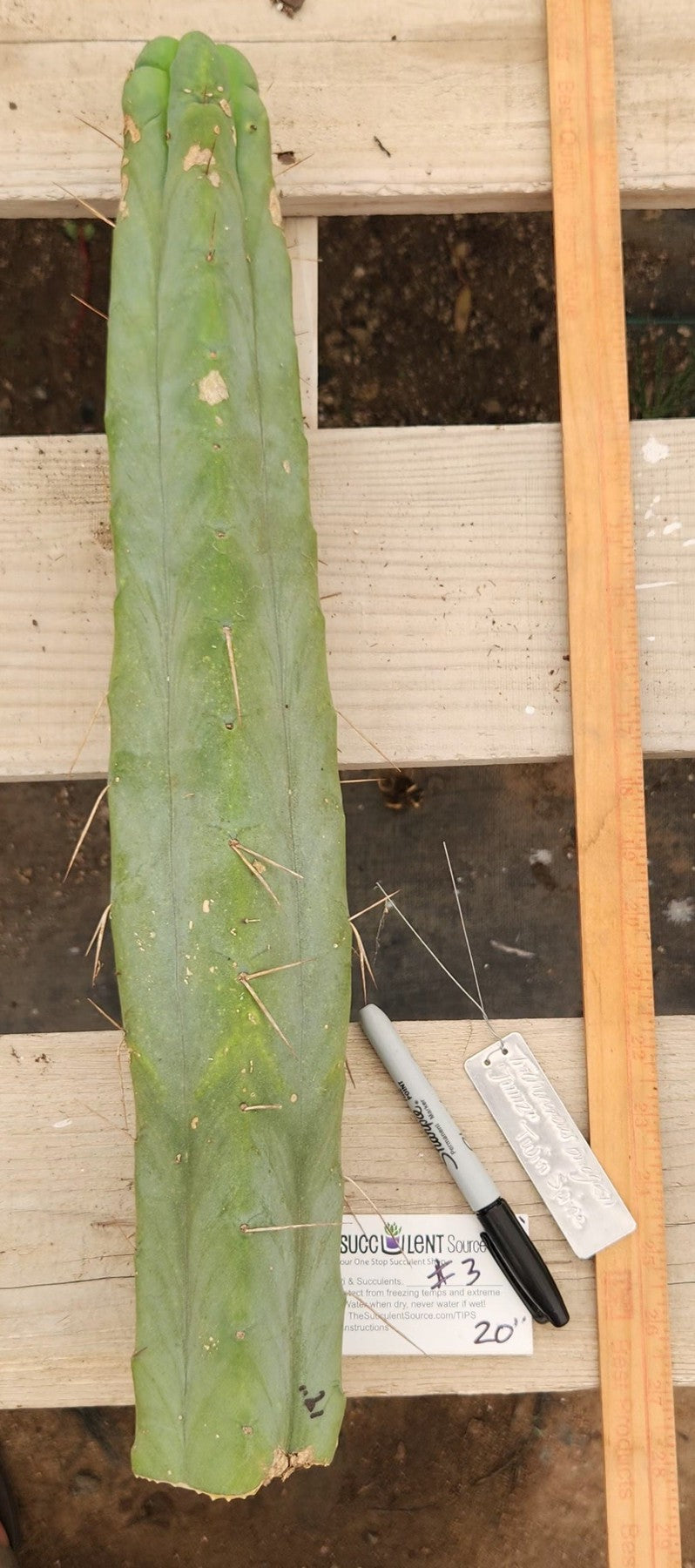 #EC153 EXACT Trichocereus Bridgesii Jiimz Twin Spine Cactus Cuttings