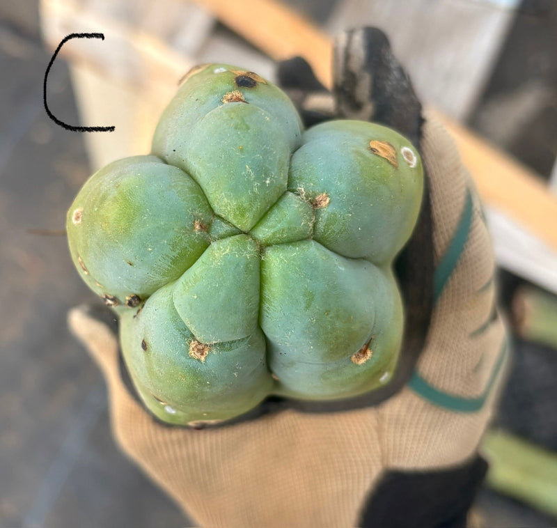 #EC153 EXACT Trichocereus Bridgesii Jiimz Twin Spine Cactus Cuttings