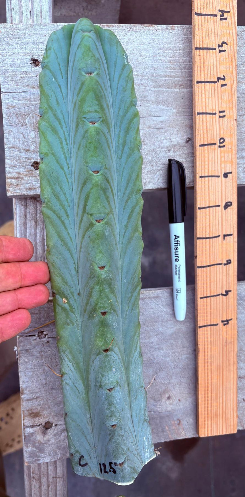 #EC153 EXACT Trichocereus Bridgesii Jiimz Twin Spine Cactus Cuttings