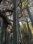 #EC153 EXACT Trichocereus Bridgesii Jiimz Twin Spine Cactus Cuttings