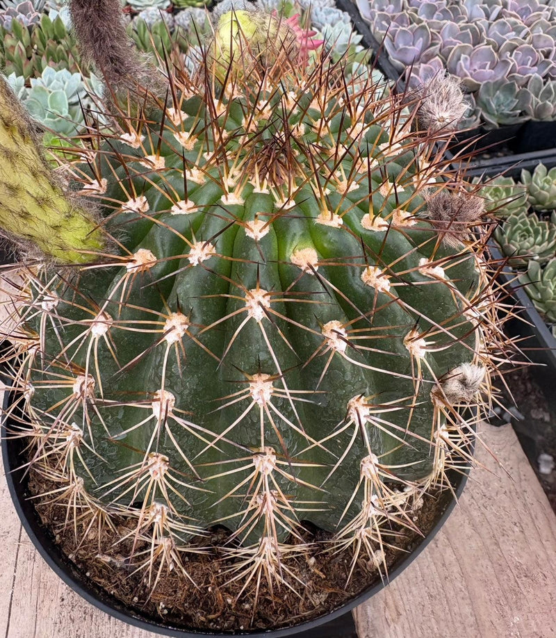 #EC155 Trichocereus “Copper Barrel” Cactus 8” Container