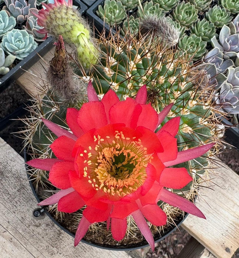 #EC155 Trichocereus “Copper Barrel” Cactus 8” Container