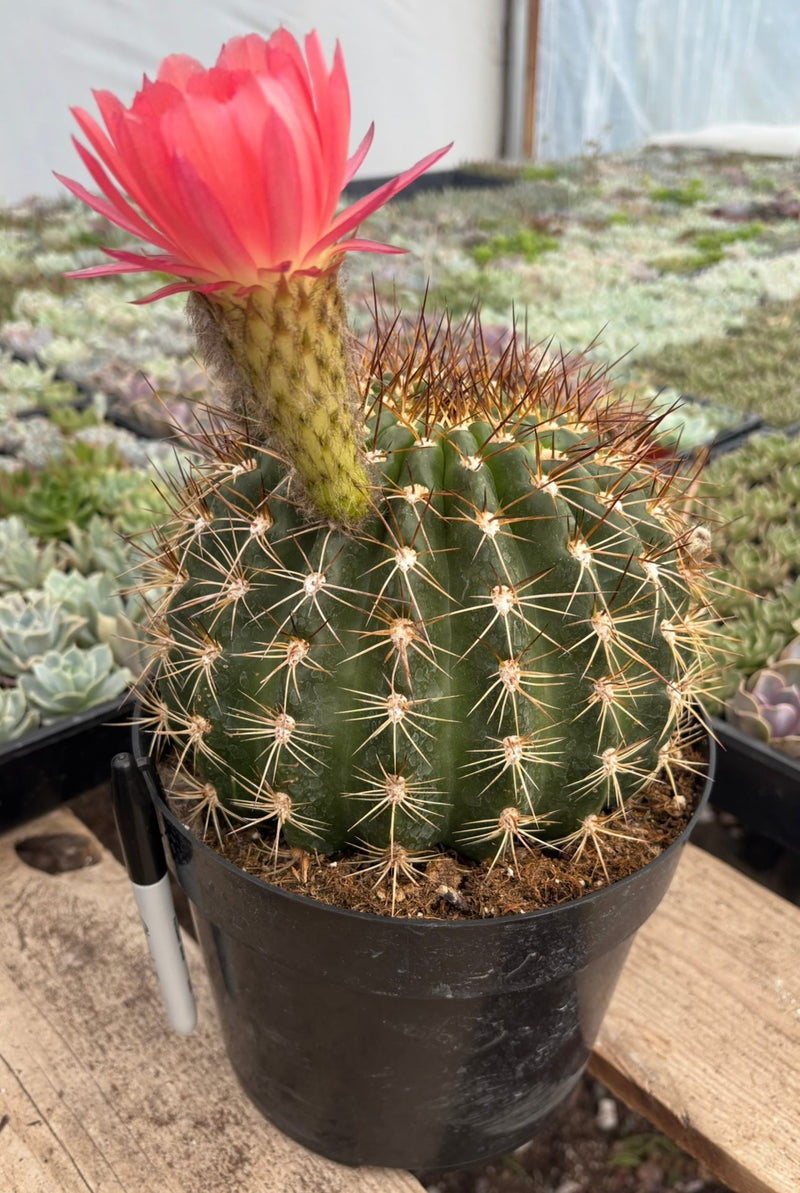 #EC155 Trichocereus “Copper Barrel” Cactus 8” Container