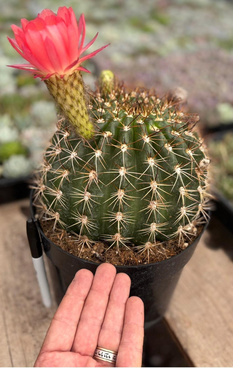 #EC155 Trichocereus “Copper Barrel” Cactus 8” Container