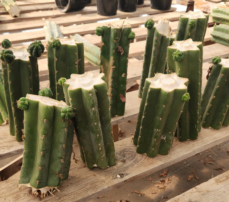 #EC157 EXACT Trichocereus Pachanoi "Awful" Cactus Various sizes