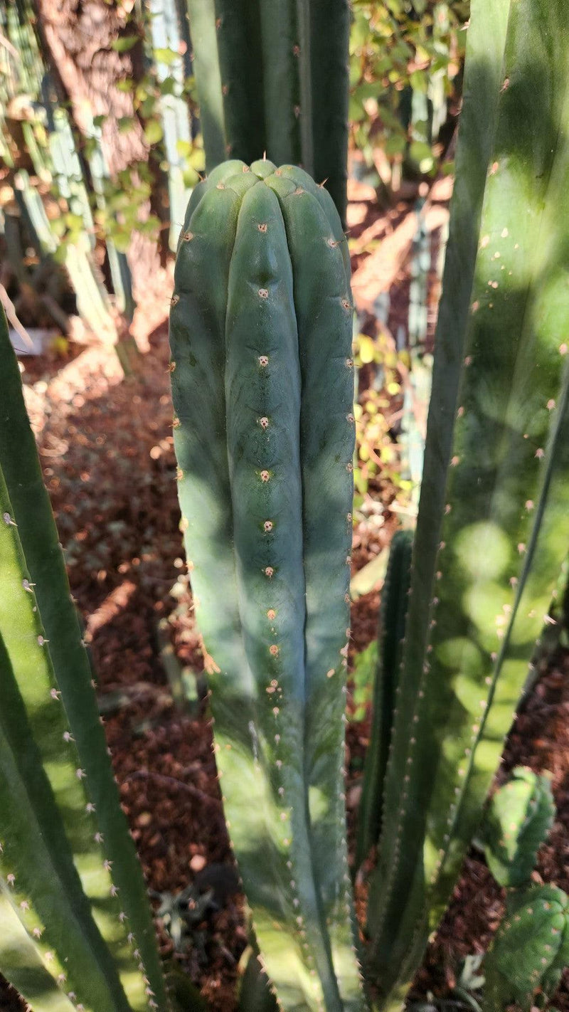 #EC157 EXACT Trichocereus Pachanoi "Awful" Cactus Various sizes