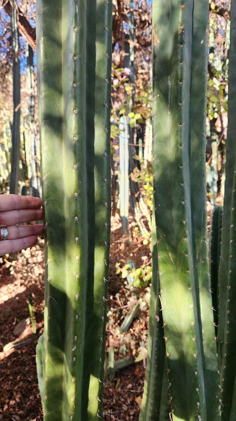 #EC157 EXACT Trichocereus Pachanoi "Awful" Cactus Various sizes