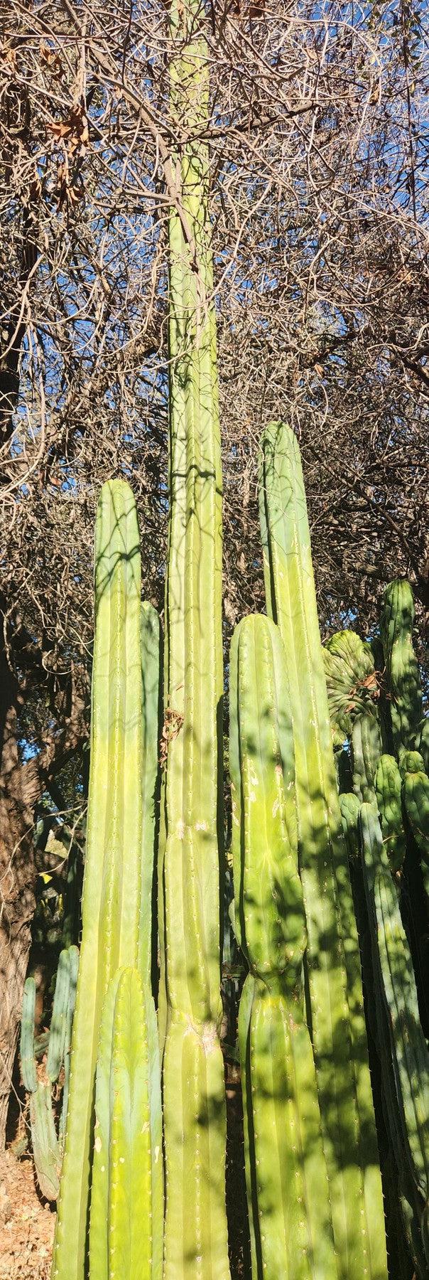 #EC157 EXACT Trichocereus Pachanoi "Awful" Cactus Various sizes