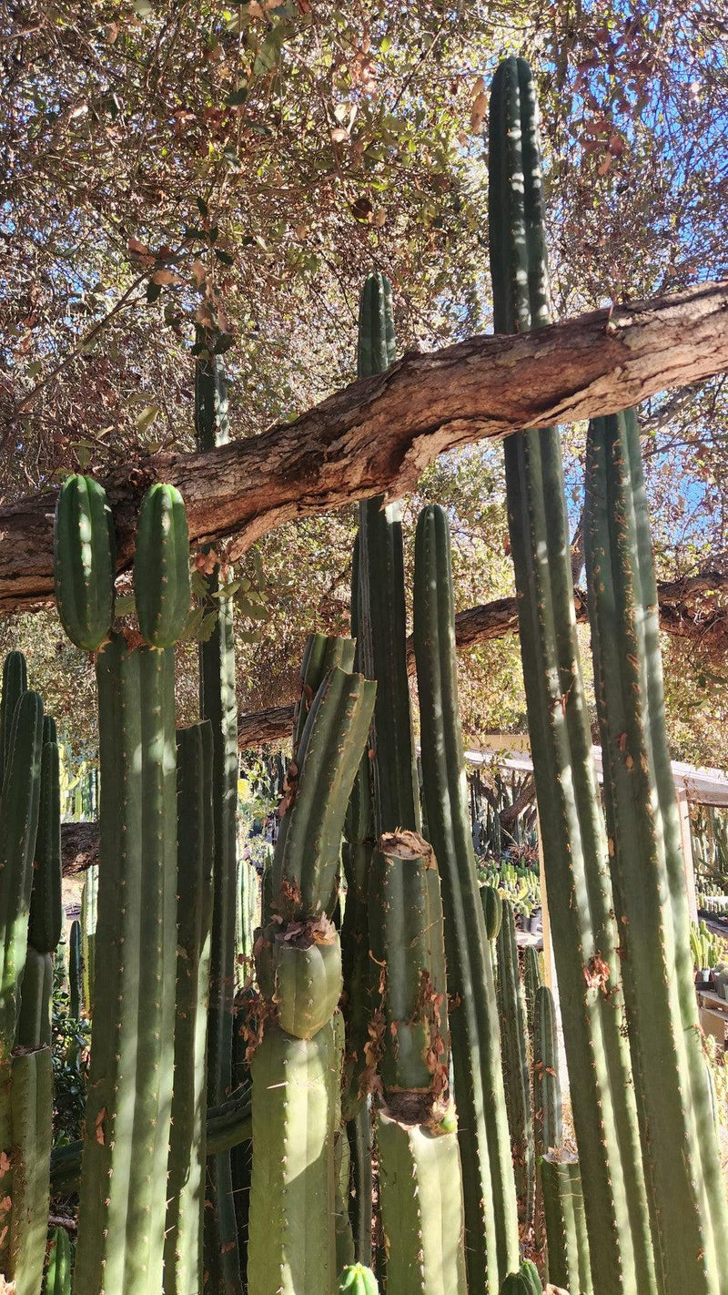 #EC157 EXACT Trichocereus Pachanoi "Awful" Cactus Various sizes