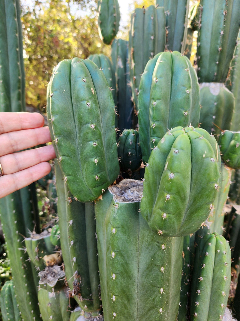 #EC157 EXACT Trichocereus Pachanoi "Awful" Cactus Various sizes