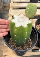#EC157 EXACT Trichocereus Pachanoi "Awful" Cactus Various sizes
