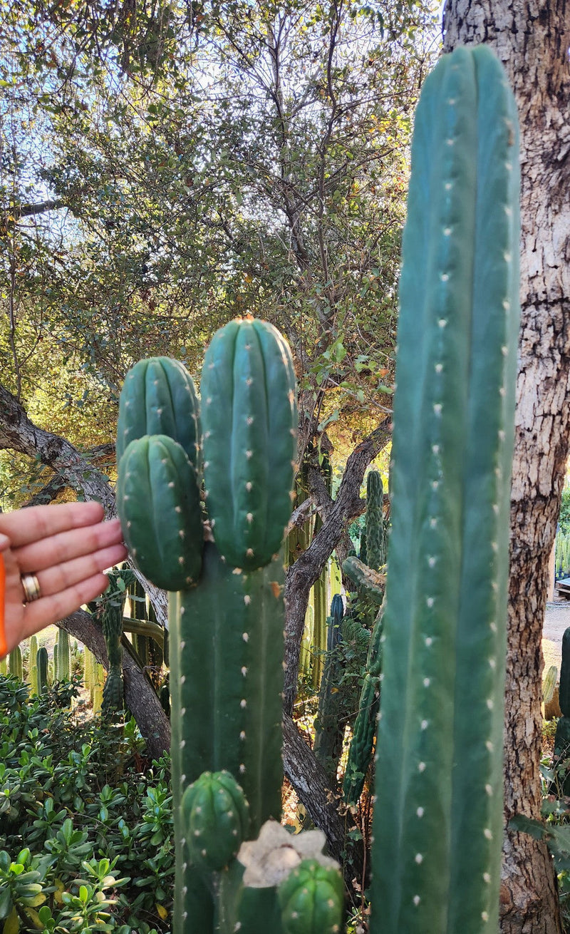 #EC157 EXACT Trichocereus Pachanoi "Awful" Cactus Various sizes